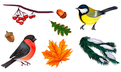 Set of birds in winter
