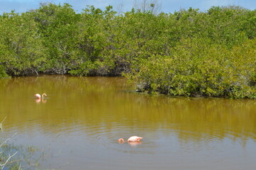 Pink flamingos on the lake, Galapagos Island, Isabela island, Ecuador
