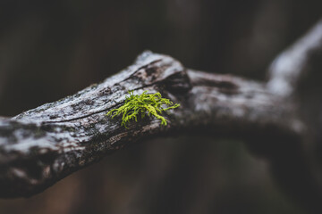 drops of dew on a branch