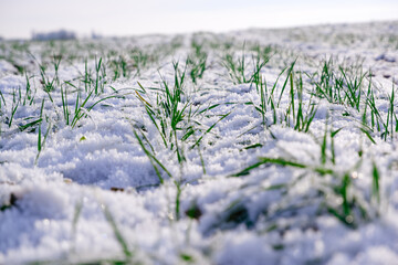 Winter wheat field. Sprouts of green winter wheat on a field covered with the first snow. Wheat field covered with snow in winter season - Powered by Adobe