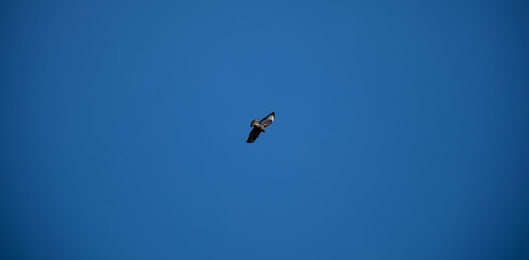 silueta de un pájaro en el cielo