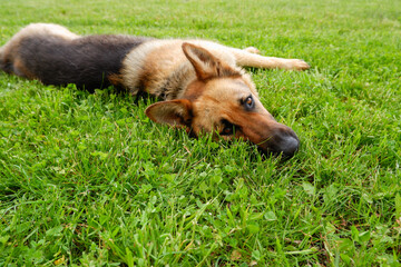 A German shepherd dog is resting on a green lawn near the house. The dog relaxes in the sun. Playful dog on the lawn.