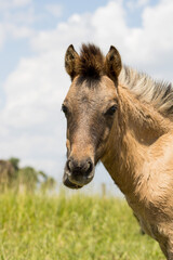 Obraz premium portrait of a horse. minihorse