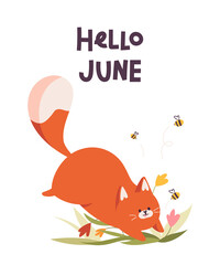 Card hello june with a cat, isolated on white background