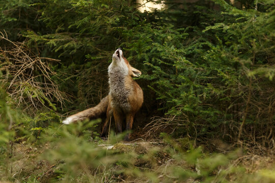 Rotfuchs im Wald