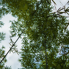 leaves and sky, bamboo leaves with sky background