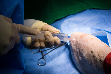 aspiracion articular intraquirurgica en paciente veterinario - obrazy, fototapety, plakaty