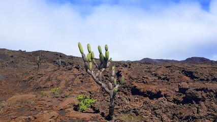 A cactus growing on Volcano Sierra Negra, Galapagos Islands, Ecuador