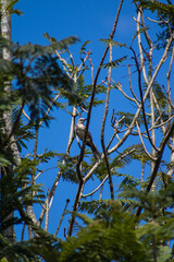 Ave (Mimus gilvus) o mirla posando en un arbol de gualanday