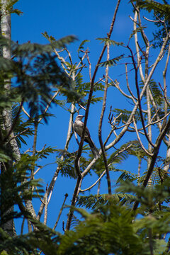 Ave (Mimus gilvus) o mirla posando en un arbol de gualanday
