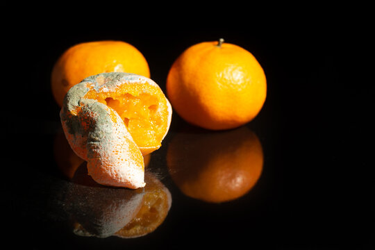 Group of three tangerines on a black background, one of them in an advanced state of decomposition with mold on most of its surface. Concept of stored food. High quality photo