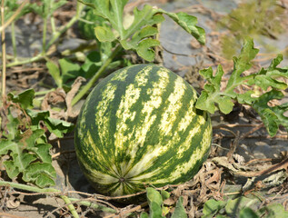 Watermelons ripen in the field