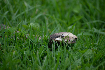  Boa constrictor Boa constructora serpenteando y cazando primer plano 
