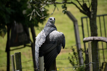 Geranoaetus melanoleucus Aguila de paramo sobre un poste