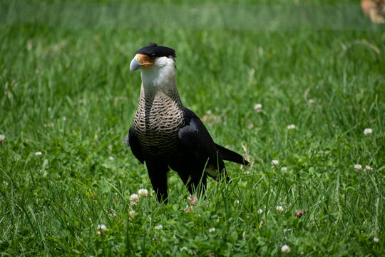 caracara cheriway Carraco caminando en el pasto