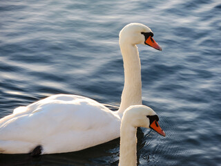 mute swan cygnus olor