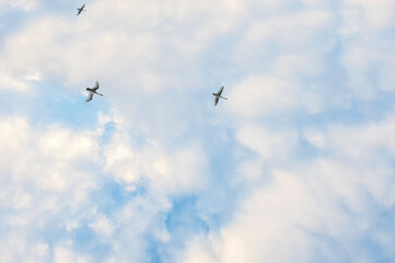 white swans fly in the sky under the bright sun