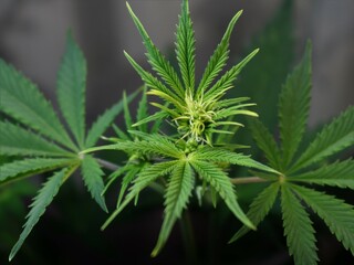 marijuana plant texture in the middle stage of vegetation, cannabis foliage in artificial light, close-up of cannabis growing indoors, hemp bush in ripening stage