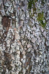 Tree trunk. The texture of the bark of a living plant.