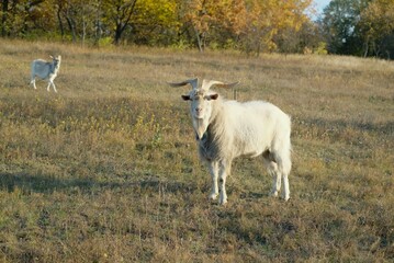 Obraz na płótnie Canvas white goat on the field in Ukraine
