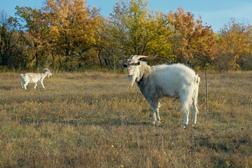 two goats on the field