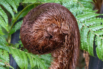 unfurling koru silver fern frond (Cyathea dealbata) New Zealand