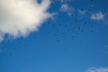 blue sky and clouds, clouds in the sky, blue sky with clouds, bird silhouettes in the sky, white cloud and flock of birds in blue sky