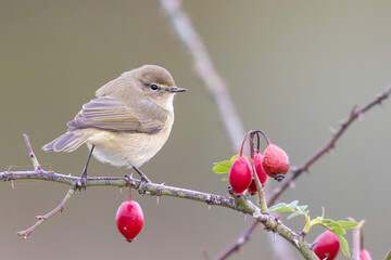 Common Chiffchaff (Phylloscopus collybita) perched on a branch in Abruzzo, Italy.