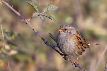 Adult dunnock, hedge sparrow, prunella modularis, perched on a branch in the Abruzzo, Italy
