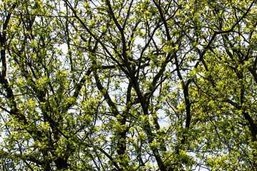 leaves against blue sky