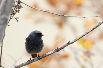 Black redstart in natural habitat (phoenicurus ochruros)
