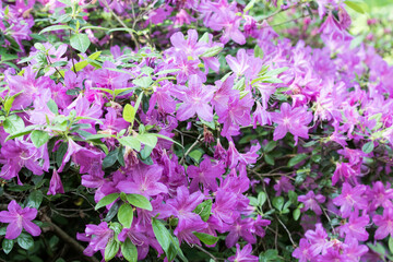flowers in the garden