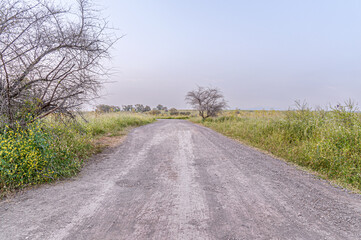 Fototapeta na wymiar rural landscape of a dirt road through the spring meadow