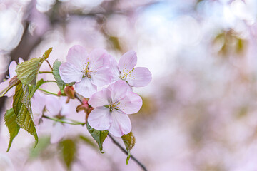 beautiful spring floral background of blooming sakura in pastel tones close up