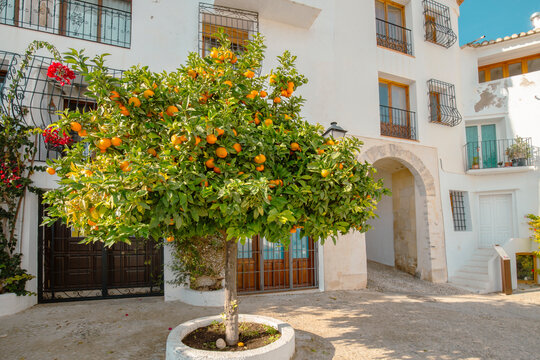 Orange trees on the street of the old city with white houses and tiled roofs, Altea, Costa Blanca, Spain