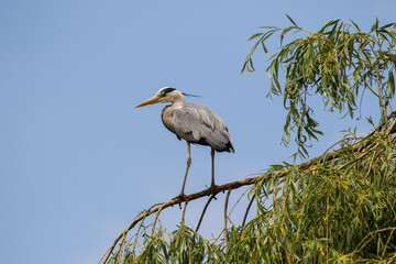 great blue heron