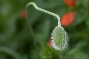 Unopened poppy bud on green blurred background