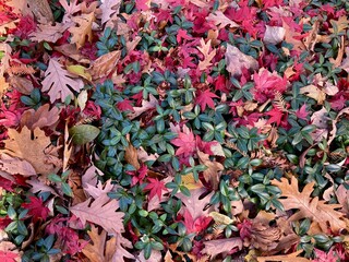 colorful autumn leaves and greenery