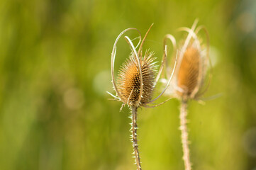 Cutleaf teasel seeds closeup view with green blurred background
