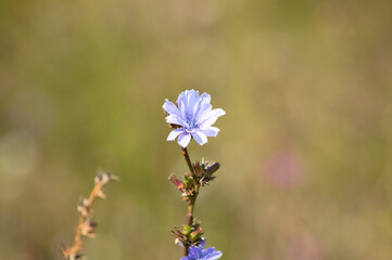 Common chicory in bloom closeup with blurred background