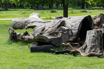 tree trunk in the grass