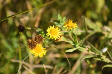 Common fleabane in bloom closeup view with selective focus on foreground