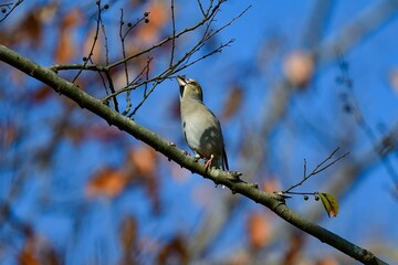 身近な公園の小鳥　冬に渡って来るシメ