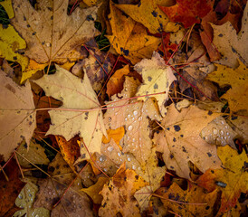 Water droplets cover the forest floor covered in autumn leaves of red and orange