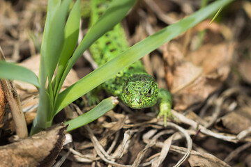 The sand lizard (lat. Lacerta agilis), of the family Lacertidae. Central Russia.