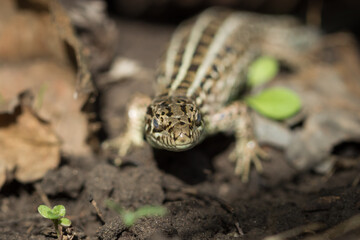 The sand lizard (lat. Lacerta agilis), of the family Lacertidae. Central Russia.