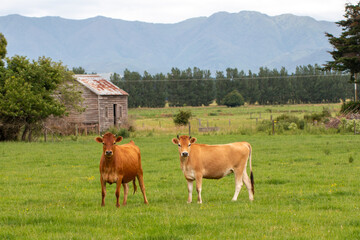 Two Cows staring in a field in Wairarapa, New Zealand