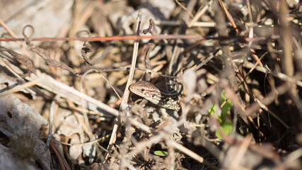 The sand lizard (lat. Lacerta agilis), of the family Lacertidae. Central Russia.