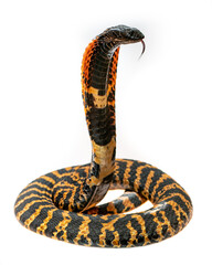 Rinkhals snake on a white background standing