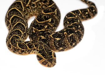 Puff Adder white background